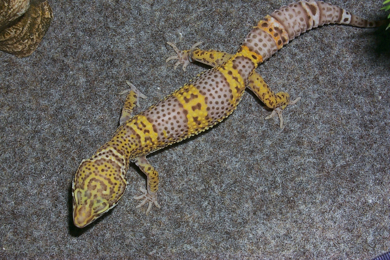 Leopard Gecko Size Chart